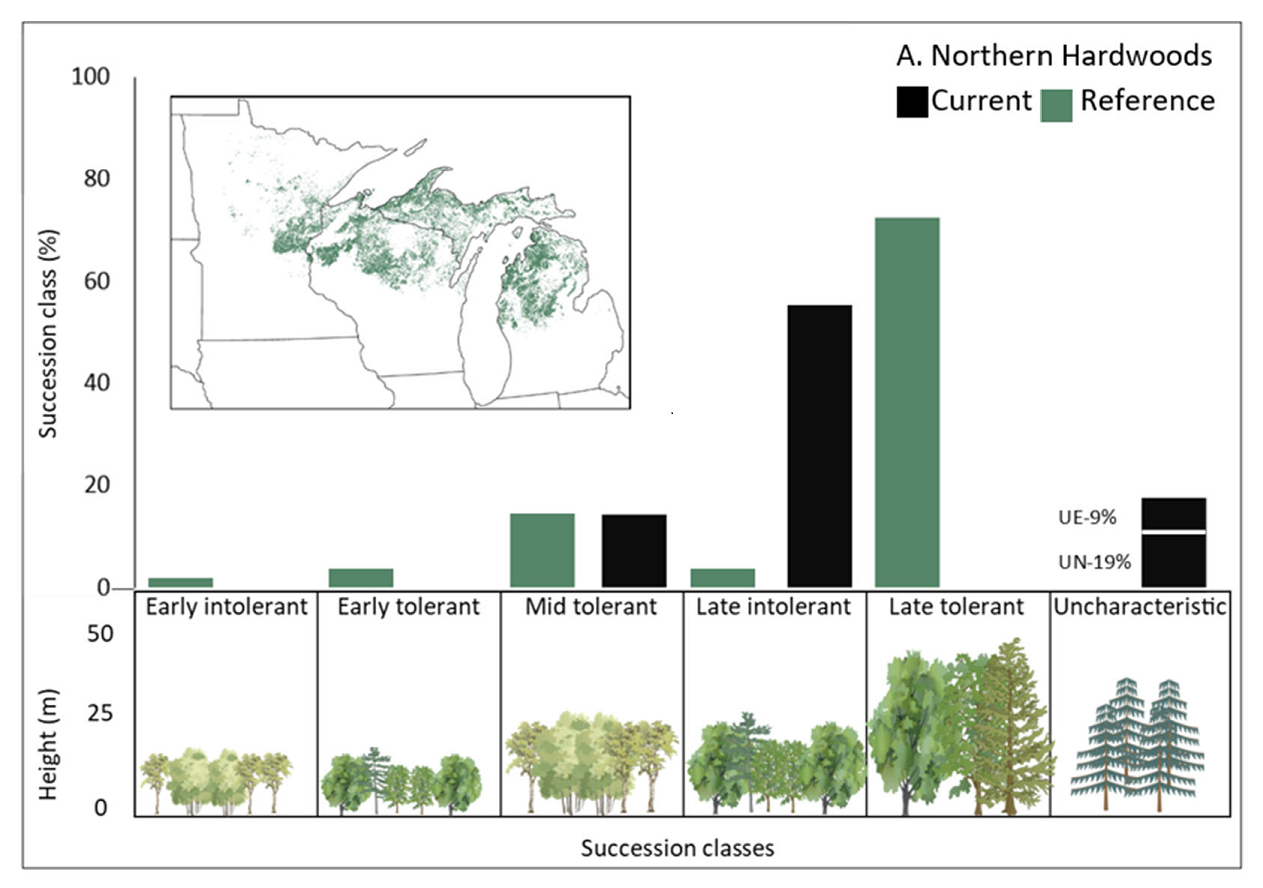 A bar chart showing the distribution of succession classes across the northern hardwoods biophysical setting in the United States. Each bar represents a specific succession class within the ecosystem, highlighting the stages of vegetation development. Below the bar are graphics showing the various heights and cover combinations of existing vegetation type, cover, and height.